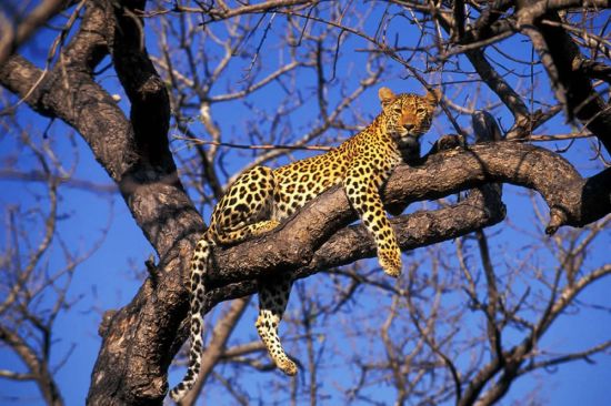 Леопард на дереве (94 фото)