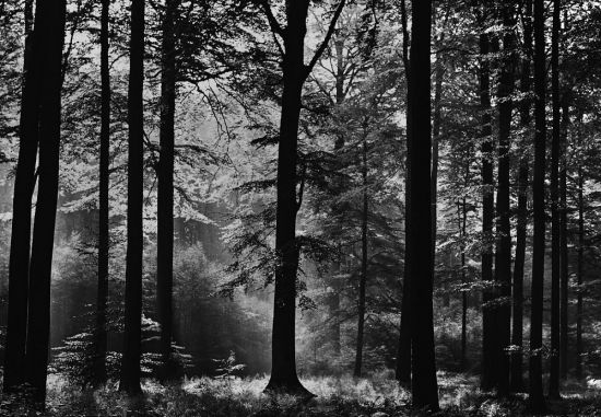 Черно белый лес (77 фото)