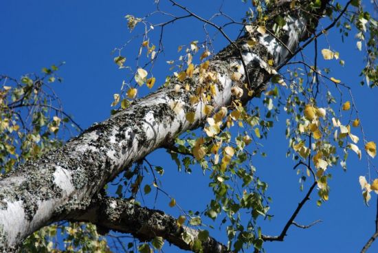 Белолистка дерево (80 фото)