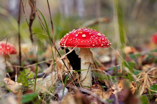 Ядовитые грибы в лесу (87 фото)