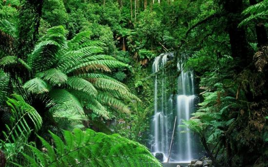 Экваториальные леса (90 фото)