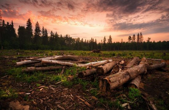 Вырубка лесов в Сибири (60 фото)