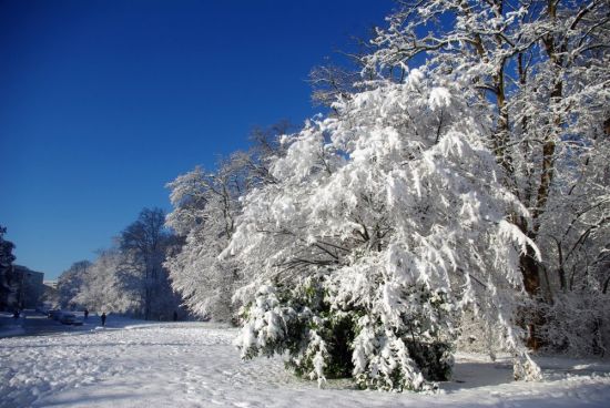 Снежные деревья (65 фото)