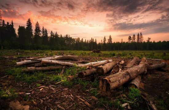 Вырубки леса в Сибири (61 фото)