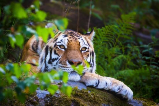 Тигр в лесу (21 фото)