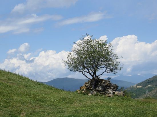 Камфора дерево (20 фото)
