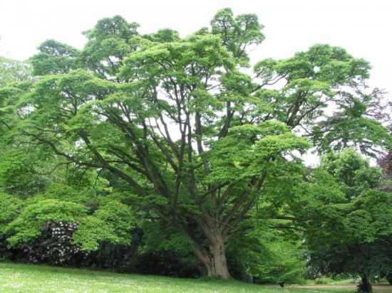 Бархатное дерево (27 фото)