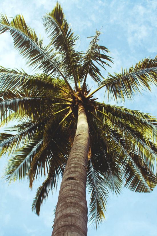 Ствол пальмы (19 фото)