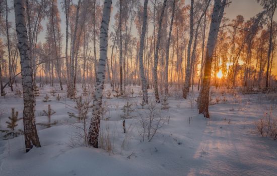Березовый лес зимой (70 фото)