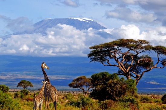 Гора Килиманджаро (100 фото)