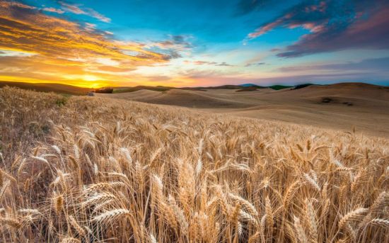 Пшеничное поле (105 фото)
