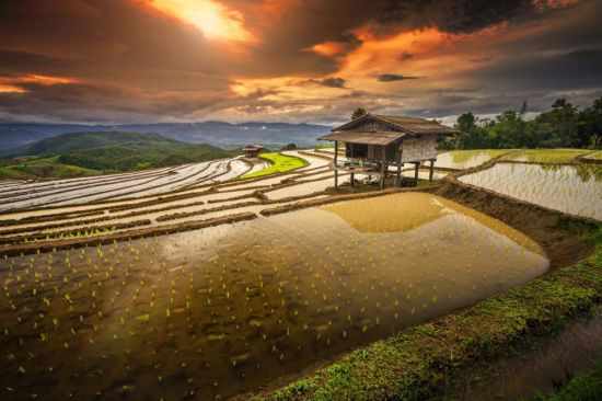 Рисовые поля в Китае (99 фото)