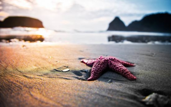 Звезды на пляже (70 фото)