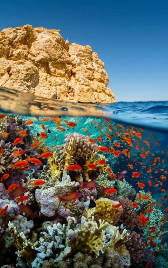 Красное море Шарм Эль Шейх (104 фото)
