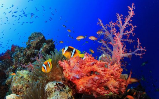 Подводный мир красного моря (97 фото)
