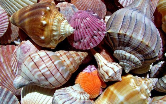 Морские моллюски (57 фото)