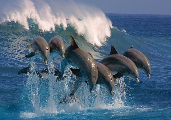 Дельфины в море (59 фото)