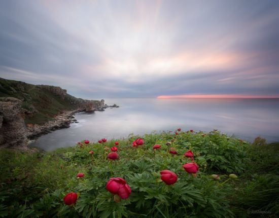 Море роз (40 фото)