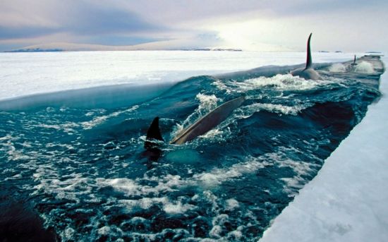 Дно Северного Ледовитого океана (58 фото)