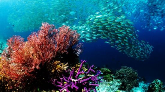 Рифы красного моря (40 фото)