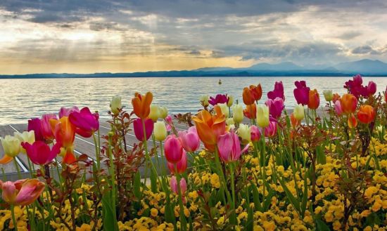 Море тюльпанов (66 фото)