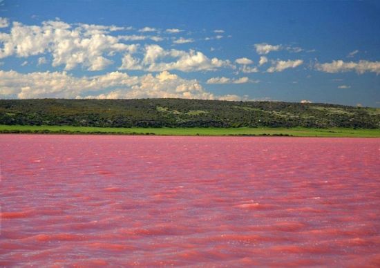 Яровое розовое озеро (77 фото)