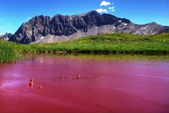Розовое озеро на Алтае (78 фото)