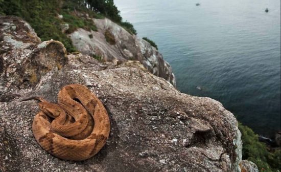 Кеймада Гранди змеиный остров (39 фото)