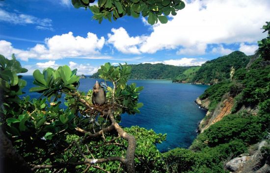 Остров Кокос Коста Рика (52 фото)