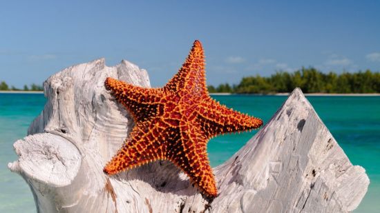 Морская звезда в море (54 фото)
