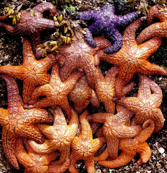 Цветок морская звезда (29 фото)