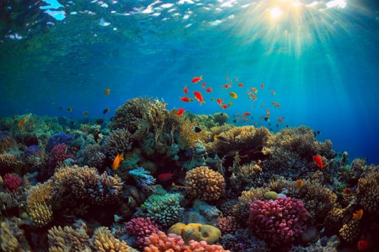 Кораллы в океане (57 фото)