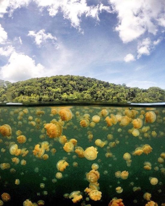 Озеро медуз Палау (59 фото)