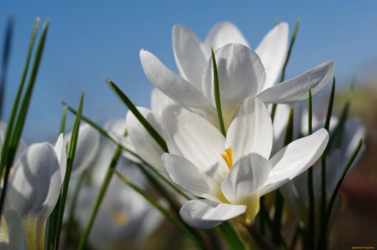 Белые весенние цветы (42 фото)