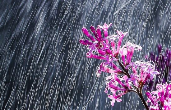 Дождь весной (34 фото)