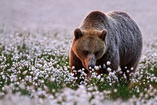 Медведь весной (47 фото)