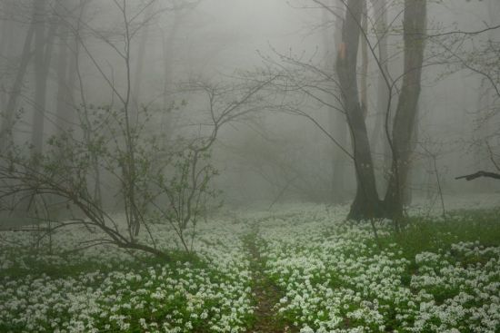 Туман весной (34 фото)