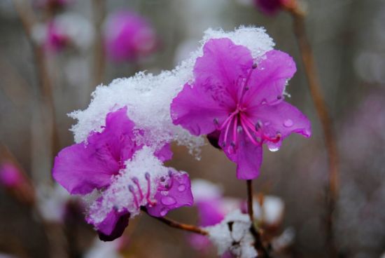 Рододендрон зимой (57 фото)