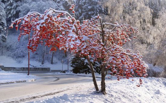 Сумах дерево зимой (52 фото)