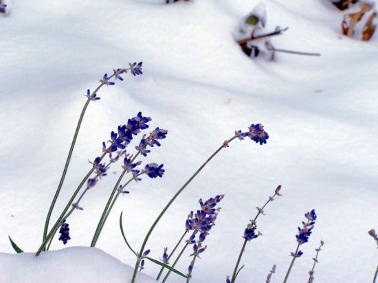 Лаванда зимой (54 фото)