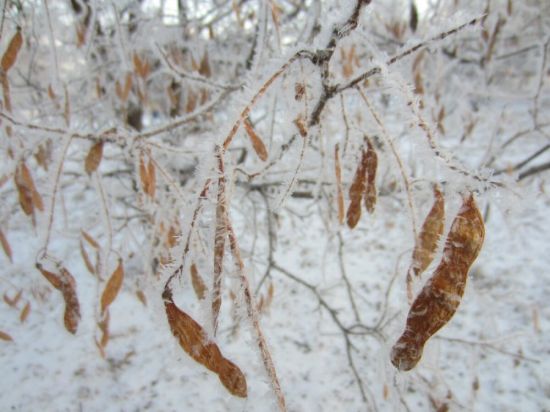 Семена деревьев зимой (38 фото)