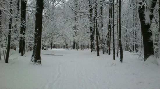 Битцевский парк зимой (50 фото)
