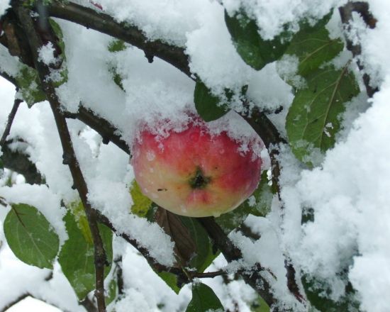 Яблоня Медуница зимняя (56 фото)