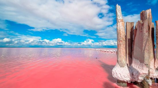 Розовое озеро в Крыму Сасык Сиваш (60 фото)