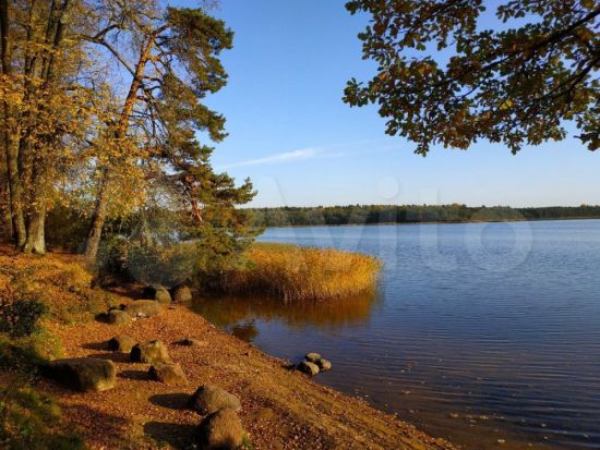 Озеро Орлинское Гатчинский район (55 фото)