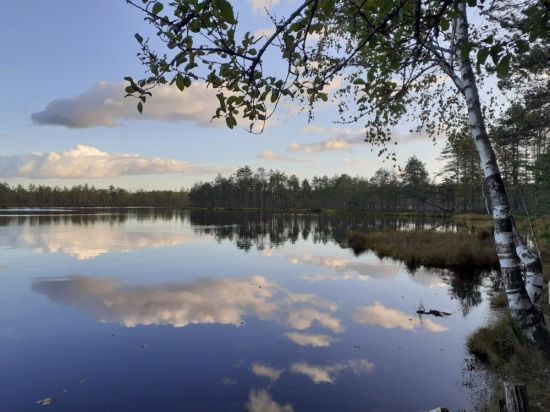 Заказник озеро Щучье (57 фото)