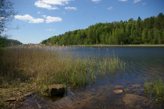 Озеро Стречно Лужский район (59 фото)