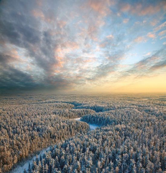Зимний лес с высоты птичьего полета (52 фото)
