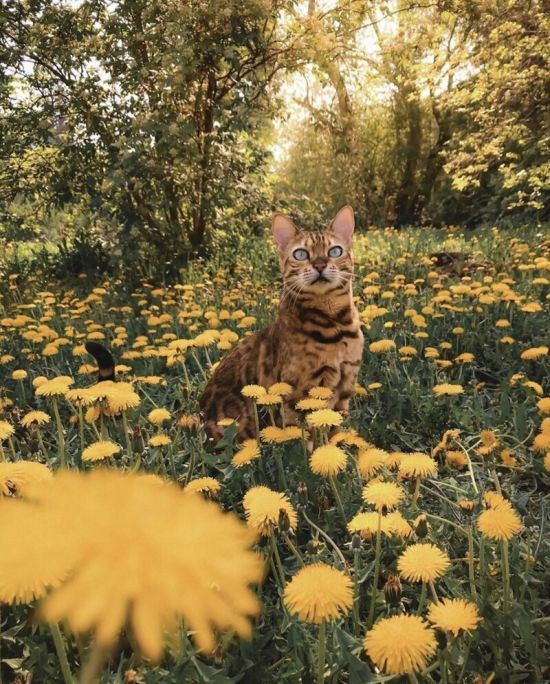 Коты на природе (57 фото)