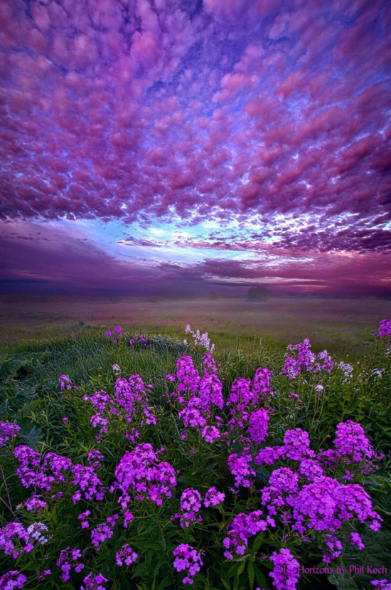 Фиолетовая природа (56 фото)